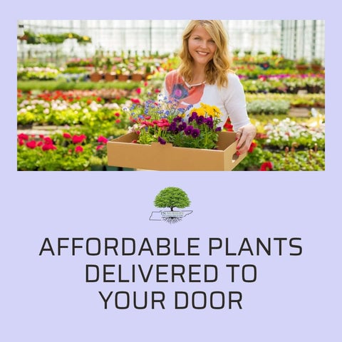 TN Nursery Affordable Plants