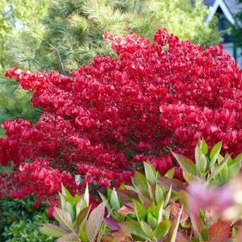 Bird-friendly winter garden