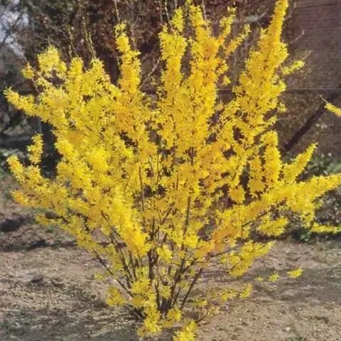 Forsythia shrub
