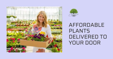 TN Nursery Affordable Plants