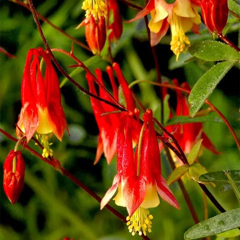 Columbine Plant