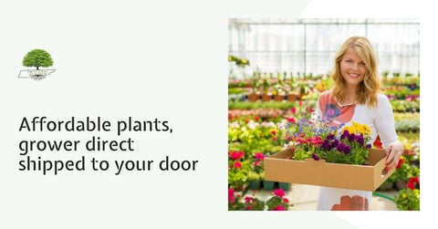 TN Nursery Affordable Plants
