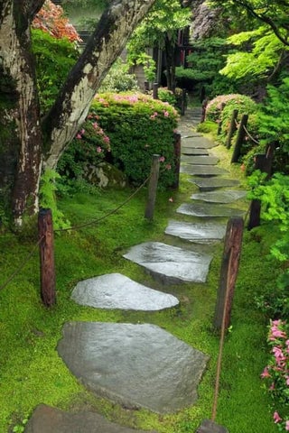 Carpet Moss