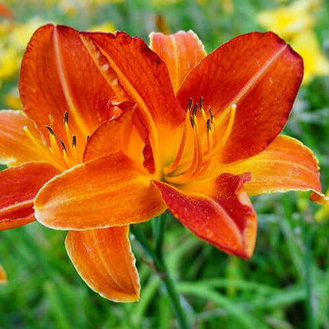 Daylilly