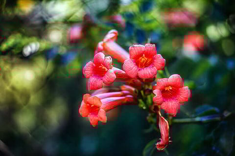 trumpet vine