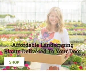 TN Nursery Affordable Plants