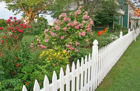Flowering Shrubs