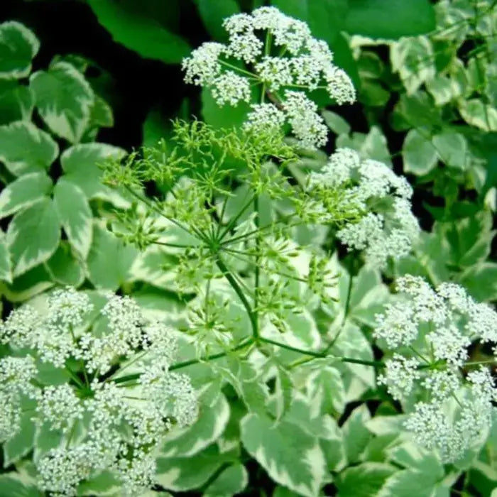 The white, umbrella-like flowers of the bishop's weed stand tall above its foliage