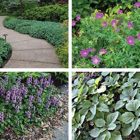 Ground Covers