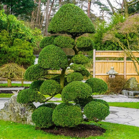 Topiary