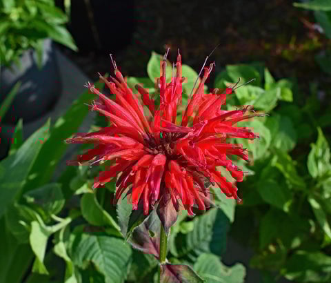 Bee Balm (Monarda)