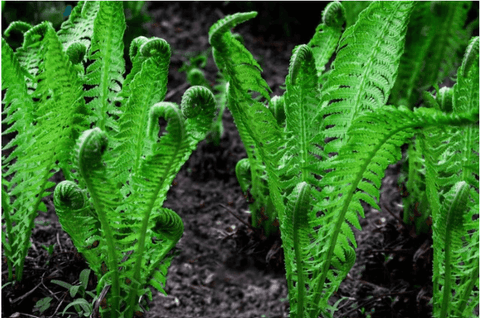 Fiddlehead Fern