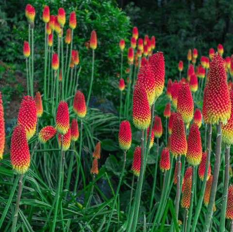 Perennial plants
