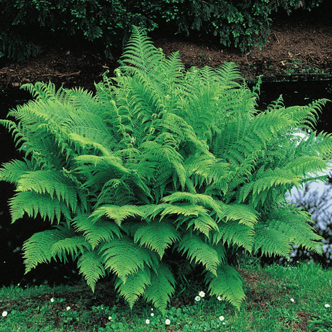 Lady Fern