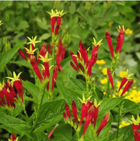 Indian Pink plant