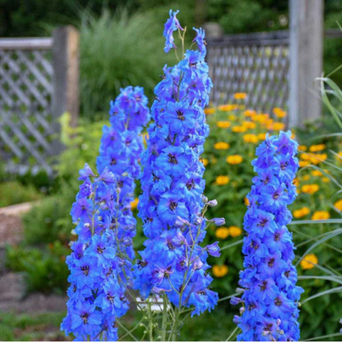 Big and Bold Perennials in Your Garden
