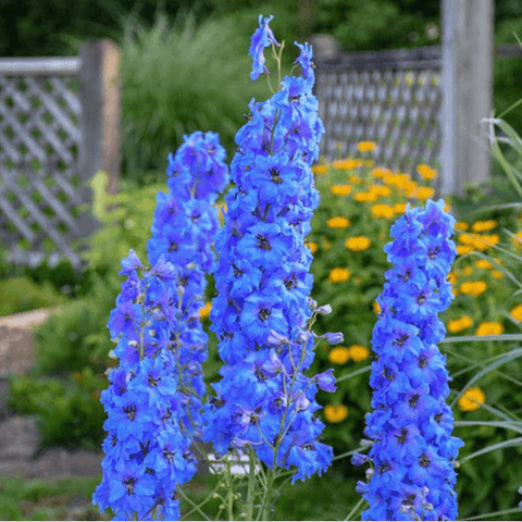 Big and Bold Perennials in Your Garden