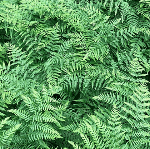 Bracken Fern