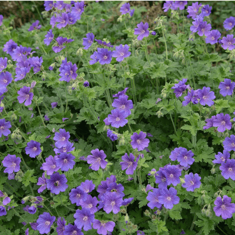 Wild Geranium plant