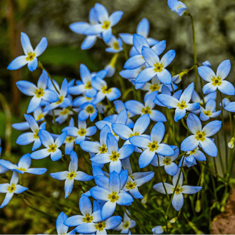 Big and Bold Perennials in Your Garden