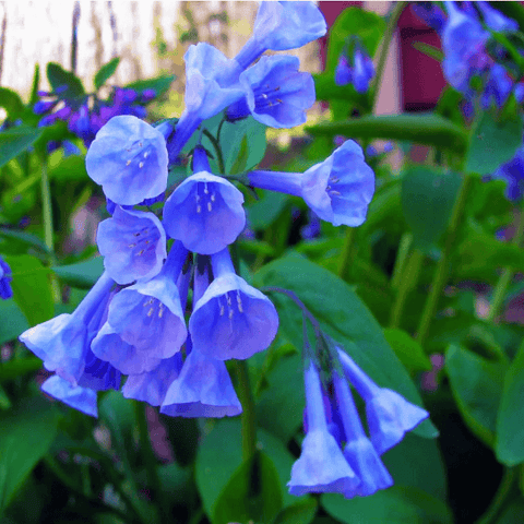 Virginia Bluebells plant