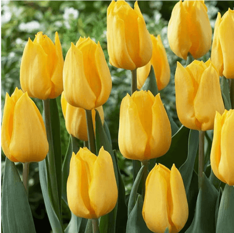 Yellow Tulips