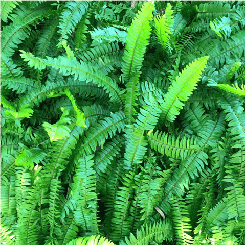 Maidenhair Fern