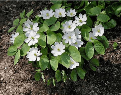 Twinleaf plant