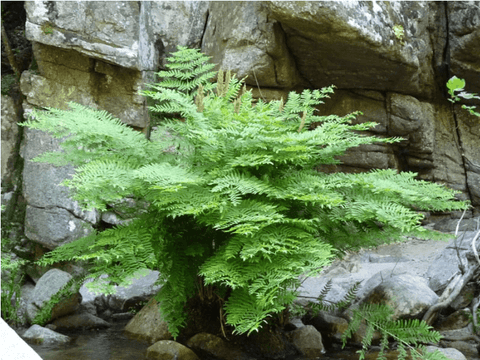 Royal Fern