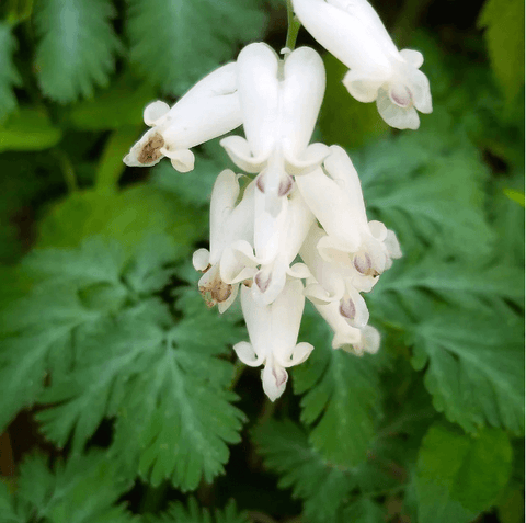Squirrel Corn plant