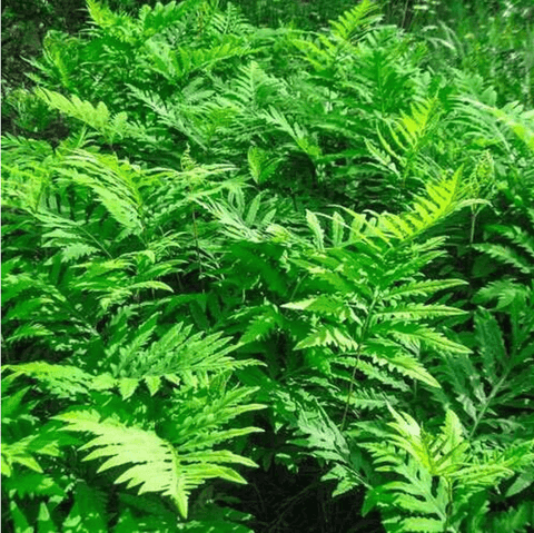 Sensitive Fern