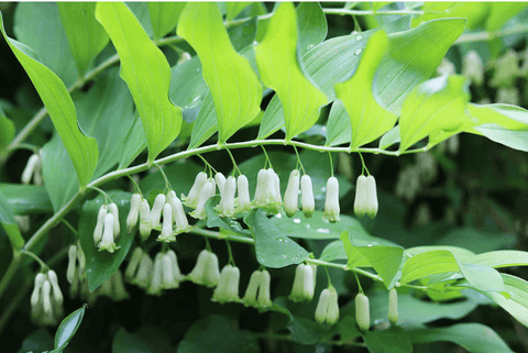 Solomon's Seal Plant plant