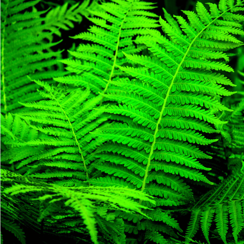 Hay Scented Fern