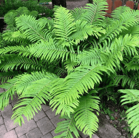 Ostrich Fern
