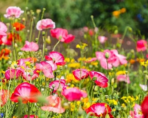 Perennials