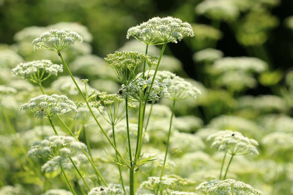 Bishops Plant - Buy Bishop Weed Online | TN Nursery