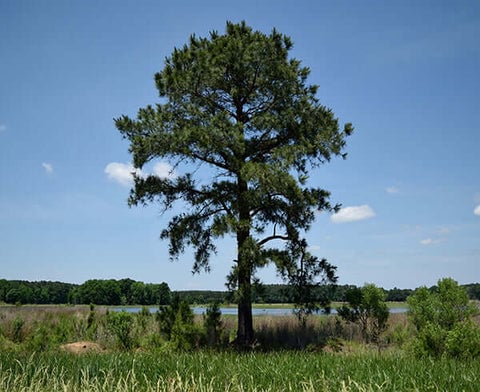 Loblolly Pine