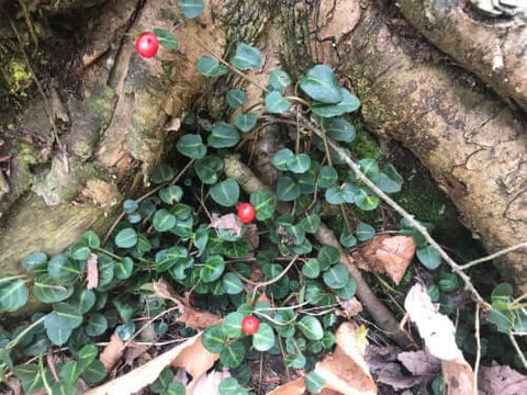 Partridge Berry