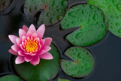 Water Lilly