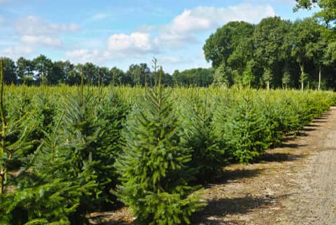 plant nursery