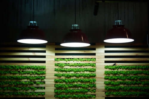 Decorative wall with plants moss indoors