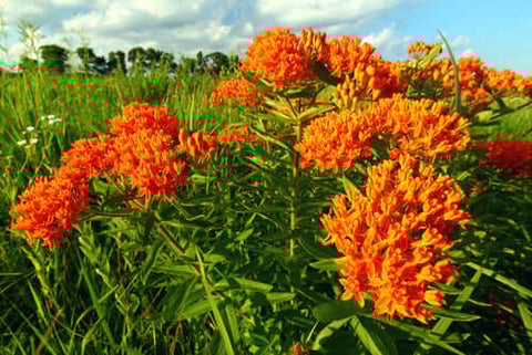 Butterfly Milkweed
