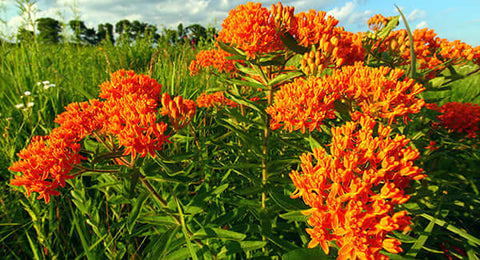 butterfly weed