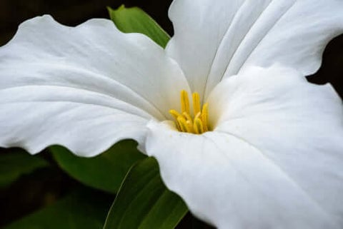White Trillium