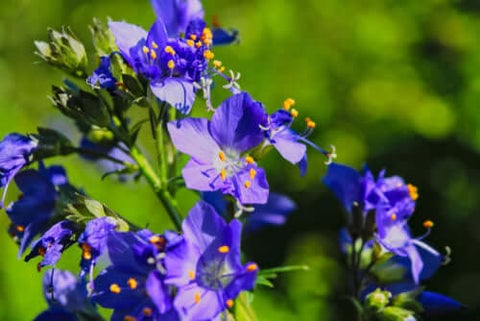 Jacob's Ladder