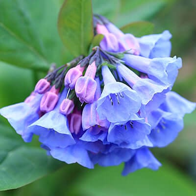 Bluebells