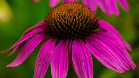 Coneflower