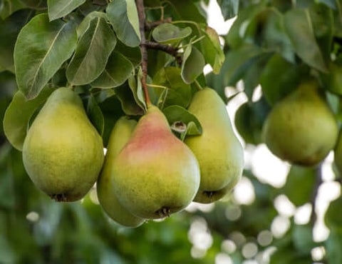Pear Trees