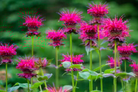 Monarda Bee Balm