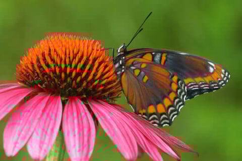 Coneflower